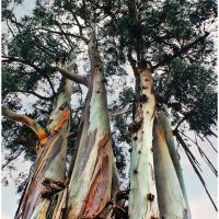 Eucalyptus Trees, Белмонт