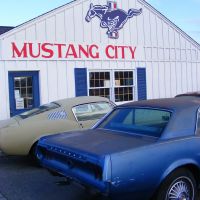 Belmont Mustang oldy, Белмонт