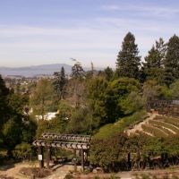 Berkeley Rose Garden, Беркли