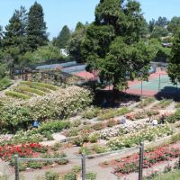Berkeley Rose Gardens, Беркли
