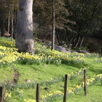 Harrys Daffodils, Блит