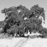 Big Oak Tree, Вакавилл