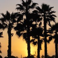 Palm trees in the sunset, Вентура