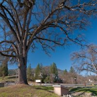 One of many Oak Trees in Oakhurst, 3/2011, Вест-Голливуд