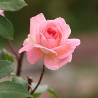 Rose in My Garden, Вестминстер