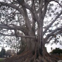 Big Tree @ Big Tree Park Glendora, CA, Глендора