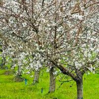 Almond Trees, Modesto, Calif., Дель-Ри