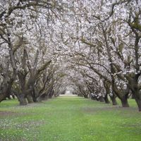 Almond Orchard In Bloom, Дель-Ри