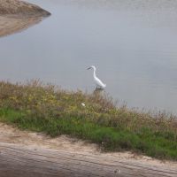 White Egret on The Silver Strand, Империал-Бич