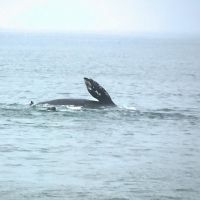 California grey Whale near shore, Imperial Beach, Ca. 04-22-12, Империал-Бич