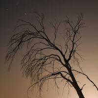 A tree at night up at The Spot, Ист-Портервилл