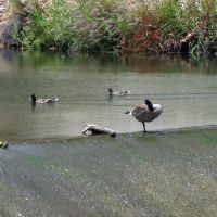 Goose on the dam and two ducks, Кампбелл