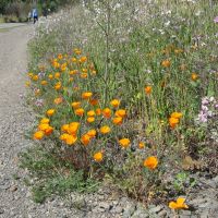 California poppies by Campbell trail, Кампбелл