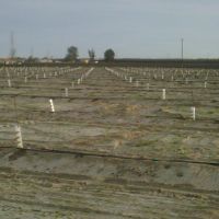 Almond Planting, Карутерс