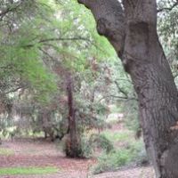 Rancho Santa Ana Botanical Garden- Trustees Oak Grove, Клермонт