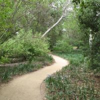 Rancho Santa Ana Botanical Garden- Wooded Path, Клермонт