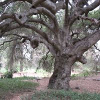 Rancho Santa Ana Botanical Garden- Majestic Oak, Клермонт
