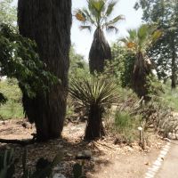 Rancho Santa Ana Botanic Garden, Клермонт