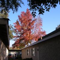 Fall Foliage, Prescott Pointe Apts., Clovis, CA, NOV05, Кловис