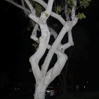 Twisty Tree, Лейквуд