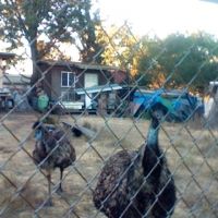 Emus Place, Лемон-Гров