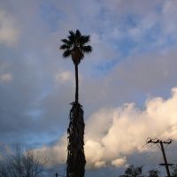 Lone Palm Tree after a storm, Линда