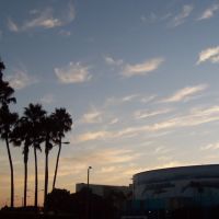 Long Beach Arena & Palm Trees, Лонг-Бич