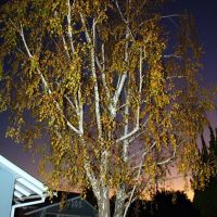 Tree (Берёзка) in Rossmoor, CA, USA, Лос Аламитос