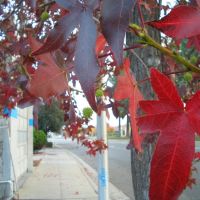 Autumn Colours at El Camino Real, Los Altos, 2008, Лос-Альтос