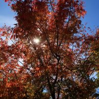 Fall Colors, Los Altos, California, Лос-Альтос