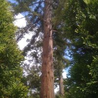 Redwoods-Los Gatos, Лос-Гатос
