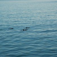 Dolphins along Manhattan Beach pier, Манхаттан-Бич