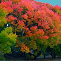 Fall Colors, Menlo Park, CA, Менло-Парк