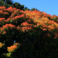 Autumn Colors, Menlo Park, California, Менло-Парк