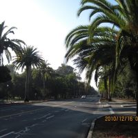2010-12-16: The Palm Drive Leading to the Campus of Stanford University, Менло-Парк
