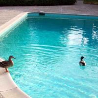 Moorpark Club House Swimming Pool, Моунтайн-Вью