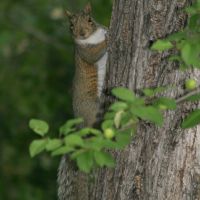 Squirrel, Моунтайн-Вью