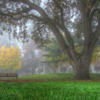 Misty Fall Morning in Pioneer Park, Моунтайн-Вью