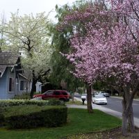 Windmill Park Lane in bloom, Mountain View, Моунтайн-Вью
