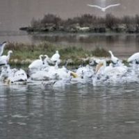 Summer Feast Egrets and Pelicans, Новато