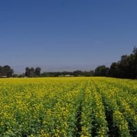 Oxnard Farming, Окснард