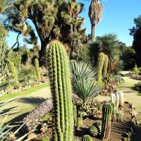 Stanford University - Arizona Cactus Garden, California, Пало-Альто
