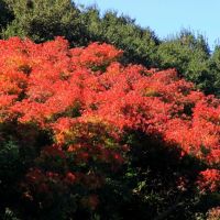 Leaves of Fire, Menlo Park, California, Пало-Альто