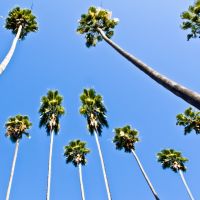 Palm-Trees on W. Del Mar Boulevard, Pasadena, Пасадена