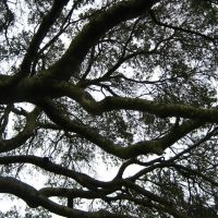 The Climbing Tree, Петалума