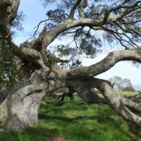 The climbing tree, Петалума