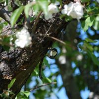 Nuthatch in blooming Apple tree, Плисант-Хилл