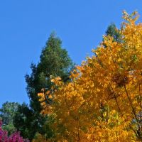 Autumn Below the Redwoods, Плисант-Хилл