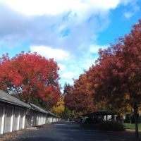 Fall Color in Zinfandel Village, Ранчо-Кордова