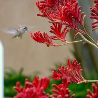 Hummingbird  in Hermosa Beach, CA, Редондо-Бич